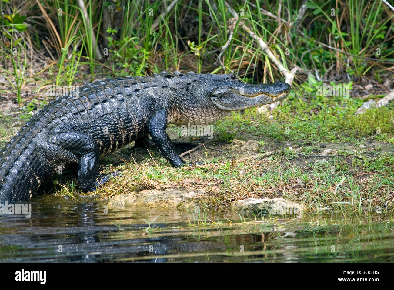 Alligator dans le parc national des Everglades en Floride Banque D'Images