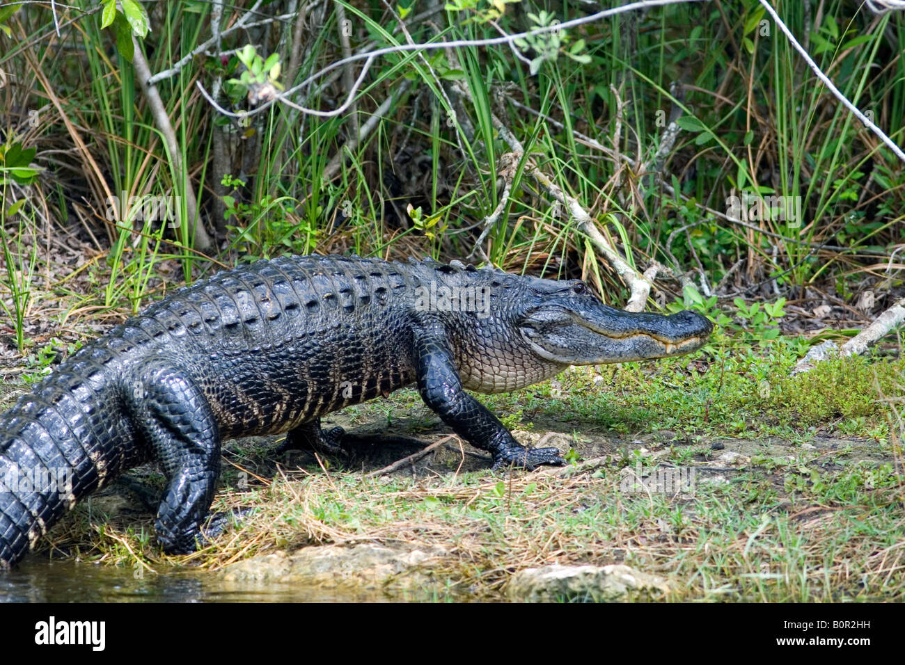 Alligator dans le parc national des Everglades en Floride Banque D'Images