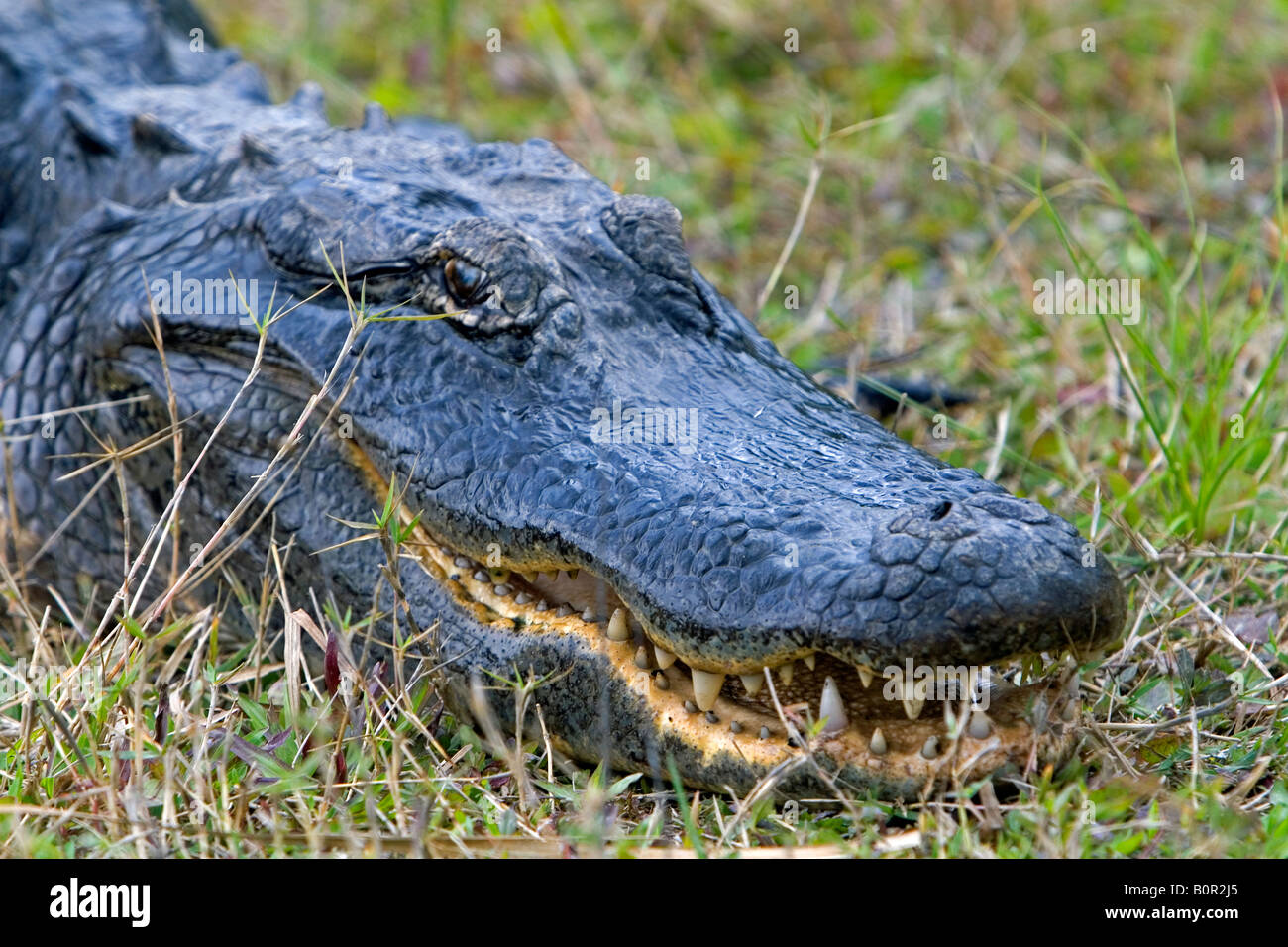 Alligator dans le parc national des Everglades en Floride Banque D'Images