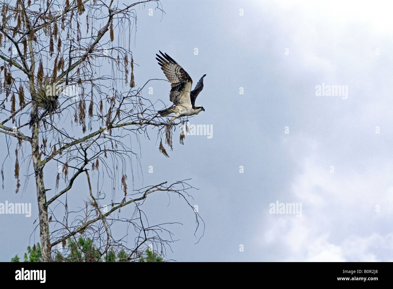 Osprey battant dans le parc national des Everglades en Floride Banque D'Images