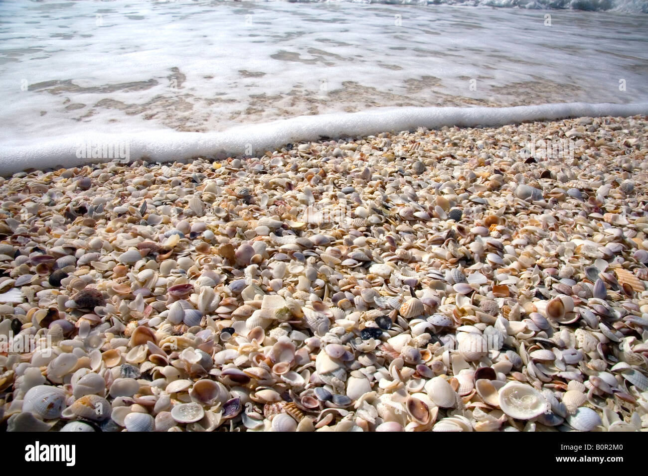 Les coquillages sur la plage à Sanibel Island sur la côte du golfe de Floride Banque D'Images