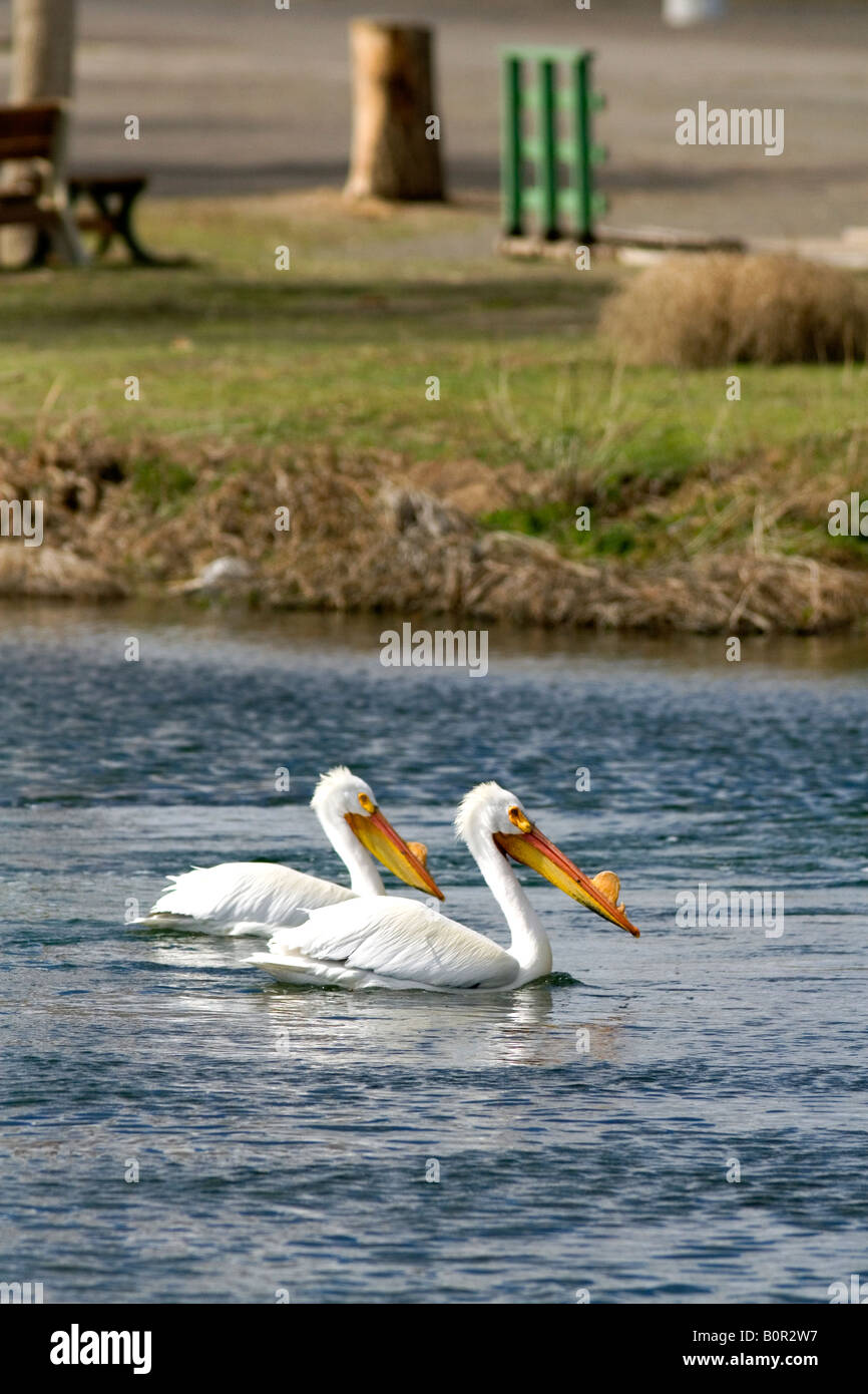 Pélicans blancs dans la Snake River à Hagerman Texas Banque D'Images