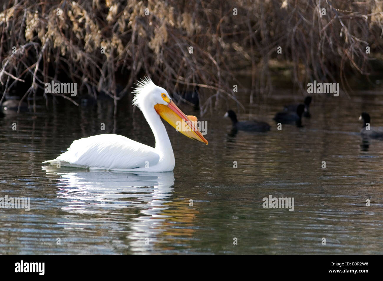Pélican blanc dans la Snake River à Hagerman Texas Banque D'Images