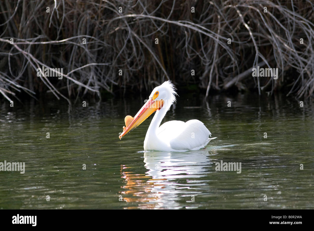 Pélican blanc dans la Snake River à Hagerman Texas Banque D'Images