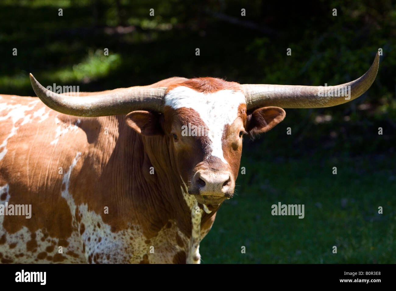 Dans le comté de Washington Texas Longhorn Texas Banque D'Images