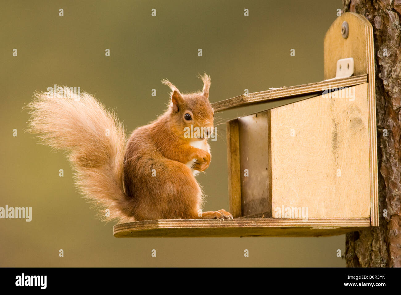 Eurasian Écureuil roux (Sciurus vulgaris) sur une mangeoire en forêt Roseisle, Moray, Ecosse, Royaume-Uni Banque D'Images