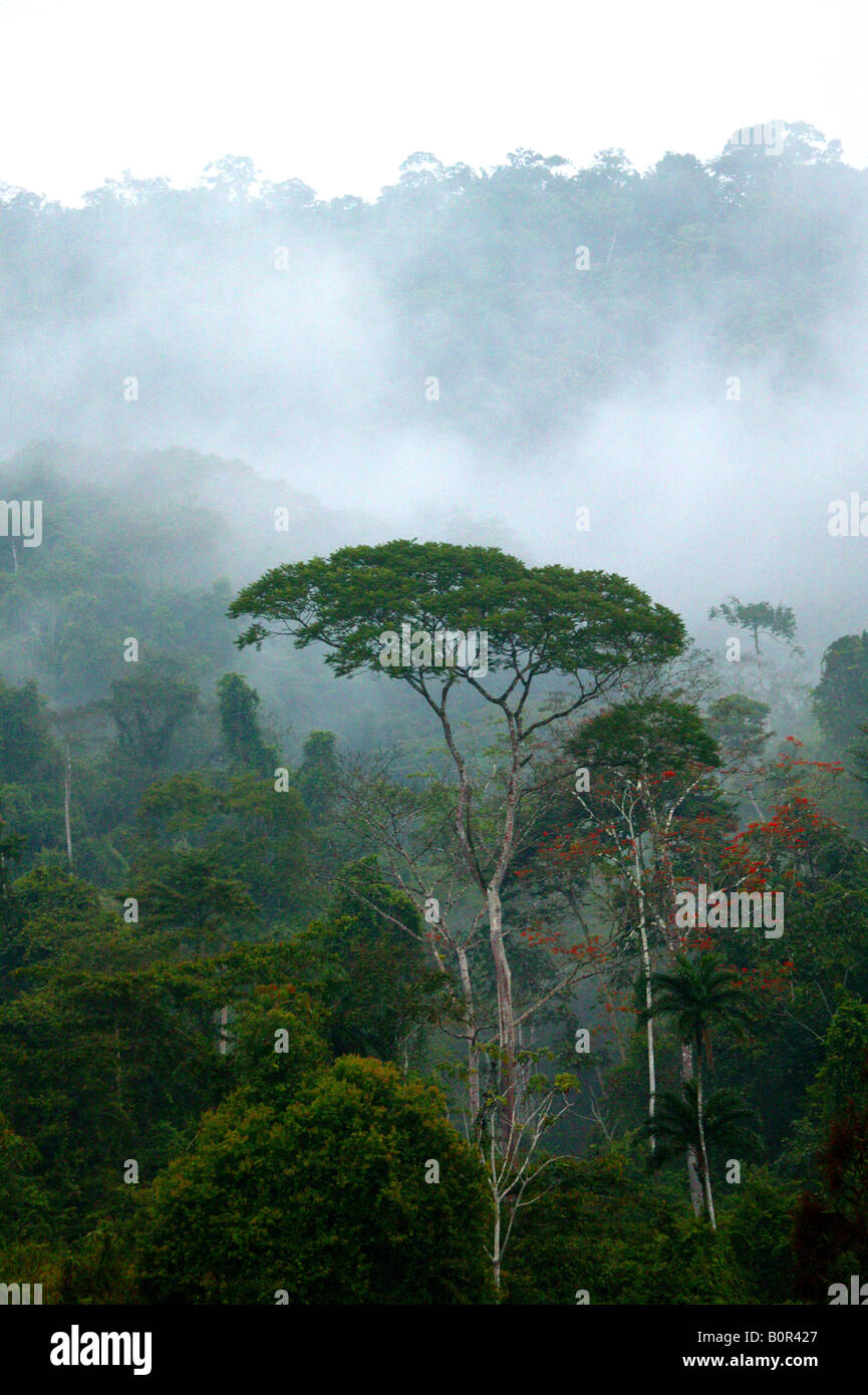 Panama paysage avec forêt pluviale brumeux à Cana dans le parc national de Darien, Darien Gap, province de Darien, République du Panama, Amérique centrale. Banque D'Images