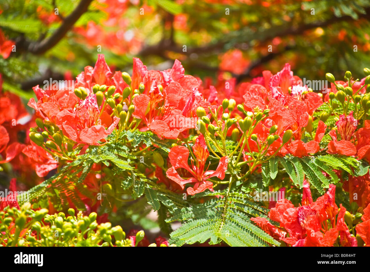 Fleurs d'arbre flamboyant Grande Canarie Banque D'Images