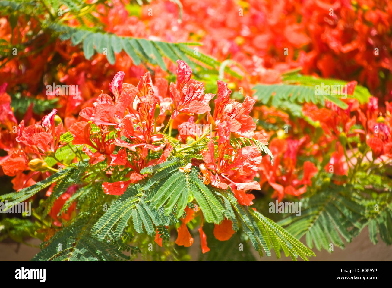 Fleurs arbre flamboyant Grande Canarie Banque D'Images