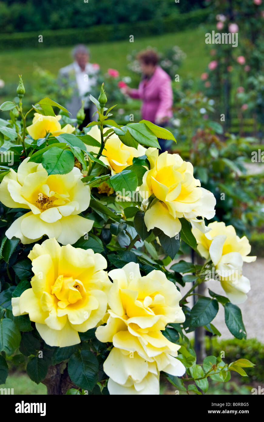 Paris France, Parcs publics fleurs personnes visitant la roseraie Bagatelle dans le Parc de Boulogne, détail 'Mary Cave Harmite' Rose ville de paris nature, Banque D'Images