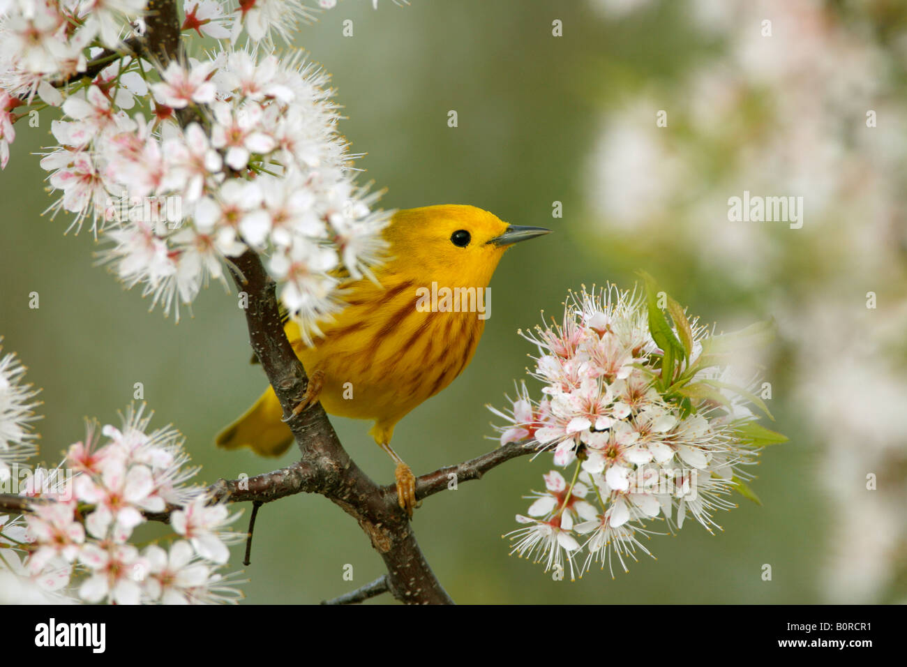 Paruline jaune perché dans les fleurs de cerisier Banque D'Images
