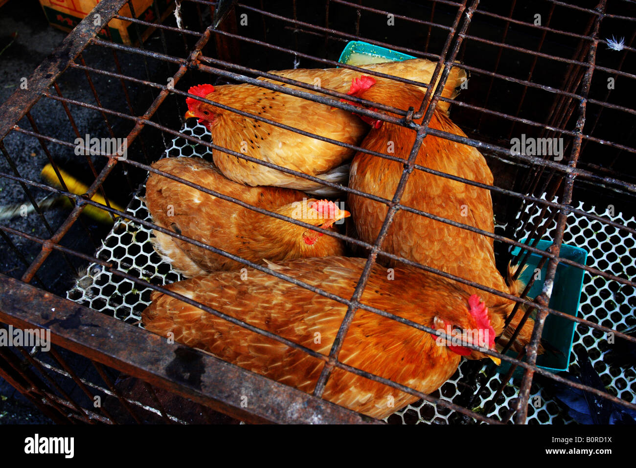 Poulets dans une cage dans un marché asiatique Banque D'Images