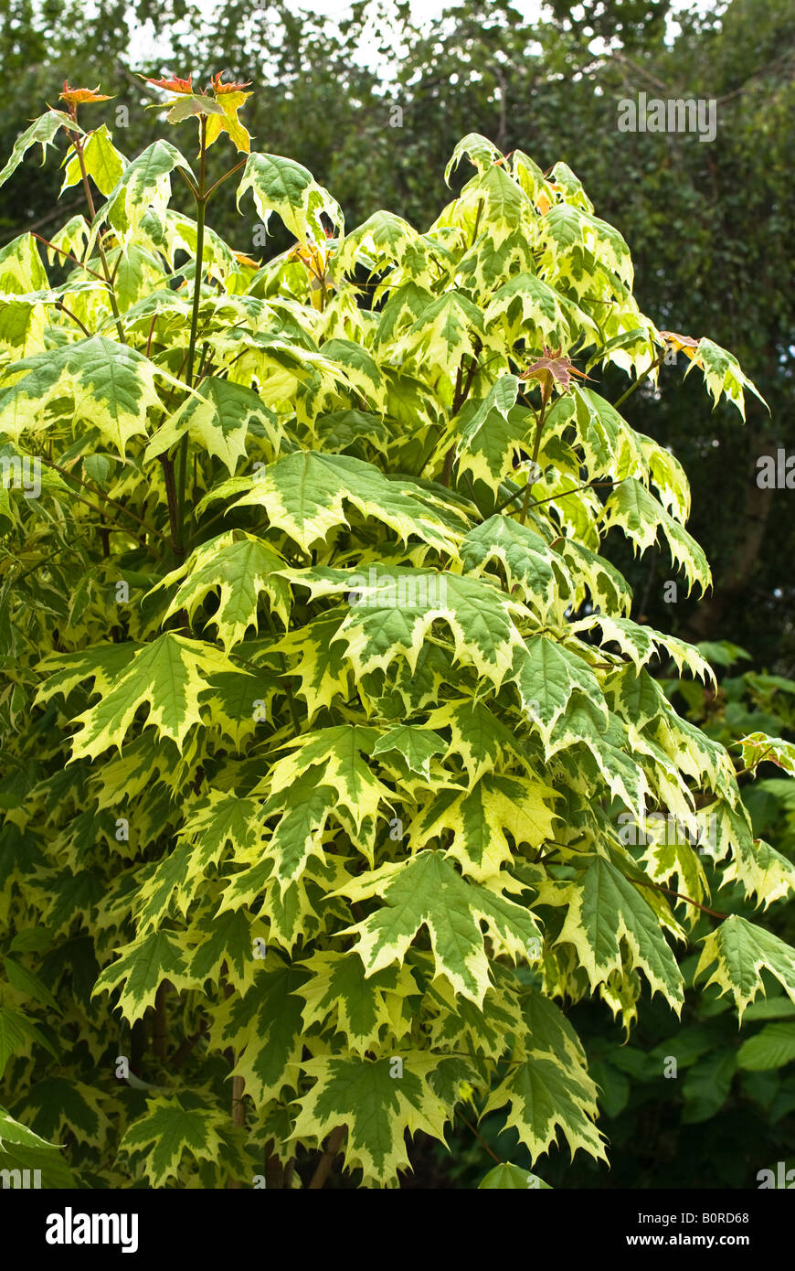 Feuillage de printemps Acer platanoides Drummondii en mai Banque D'Images