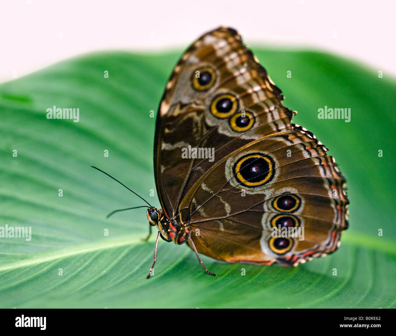 Blue Morpho Peleides papillon sur Leaf Banque D'Images