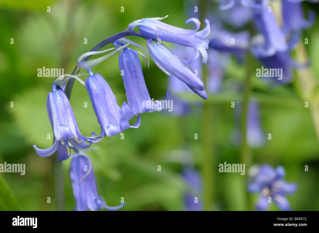 Bluebell commun (Hyacinthoides non-scripta) Banque D'Images