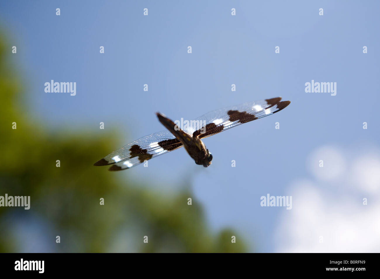 56.46 libellule demoiselle voler avec des ailes à rayures s'envole Banque D'Images