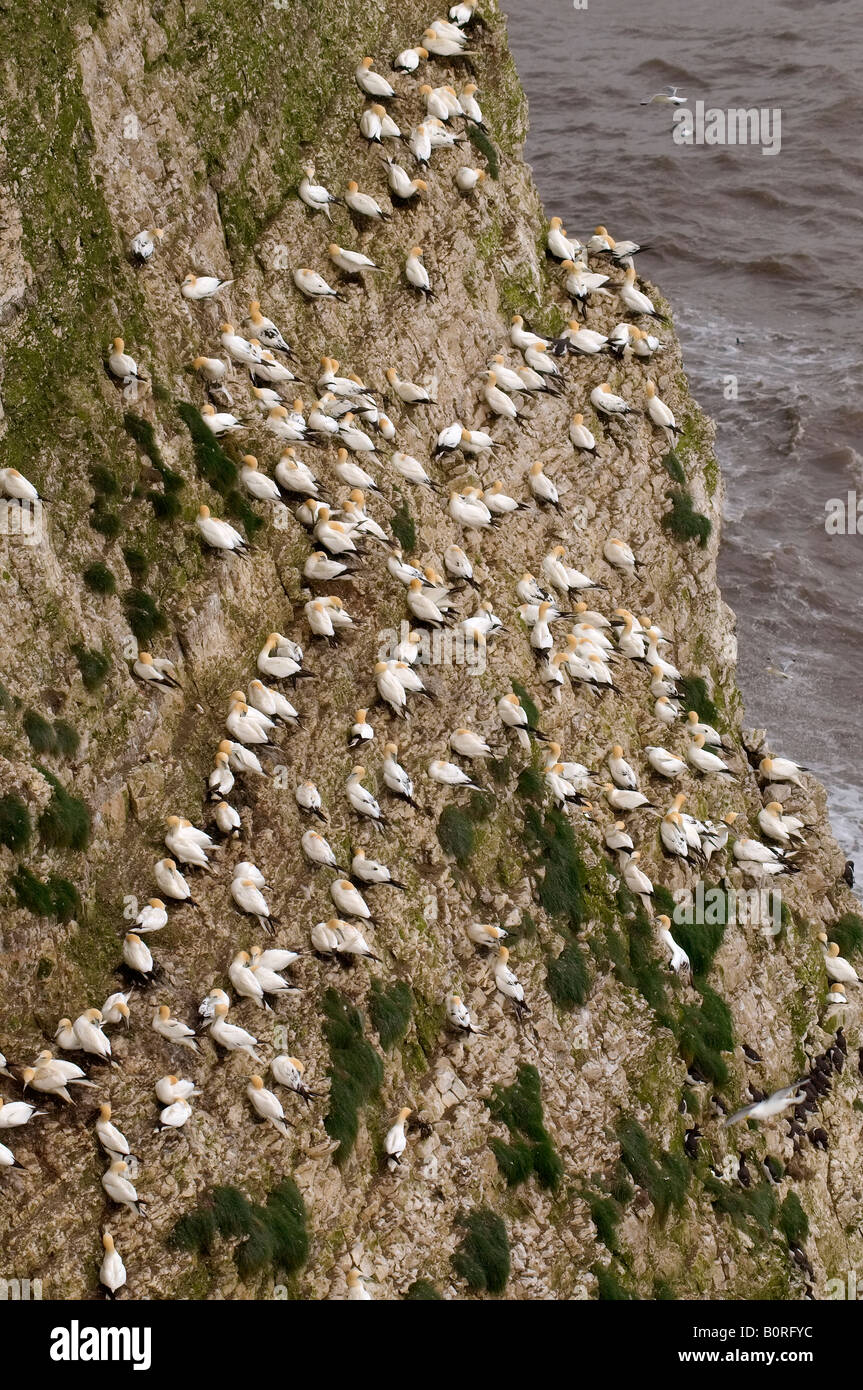 Bassan perché sur des falaises de craie à sur le Yorkshire Coast Bempton Banque D'Images