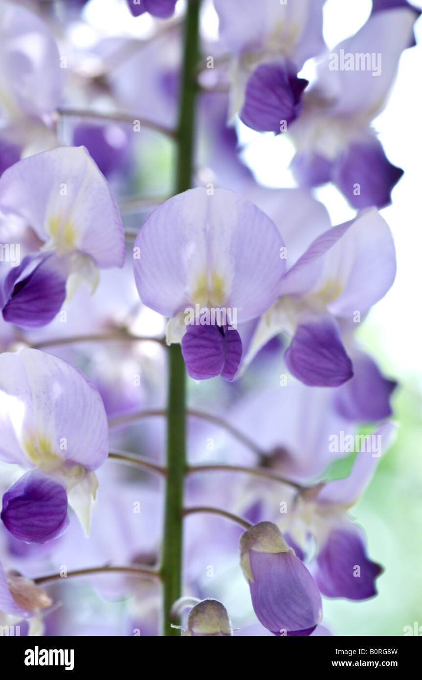 Wisteria floribunda - glycine Japonaise, Herefordshire Banque D'Images