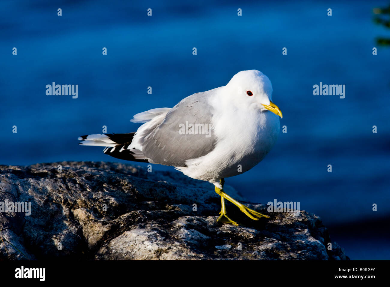 Footedor pattes jaune jaune Sea Gull Larus livens ( ) Banque D'Images