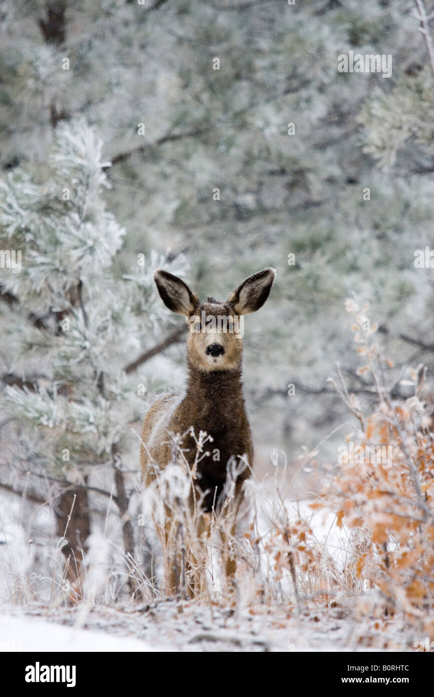 Beau cerf dans l'hiver à la recherche de nourriture dans la neige couverts Colorado Rocky Mountain Wilderness. Banque D'Images