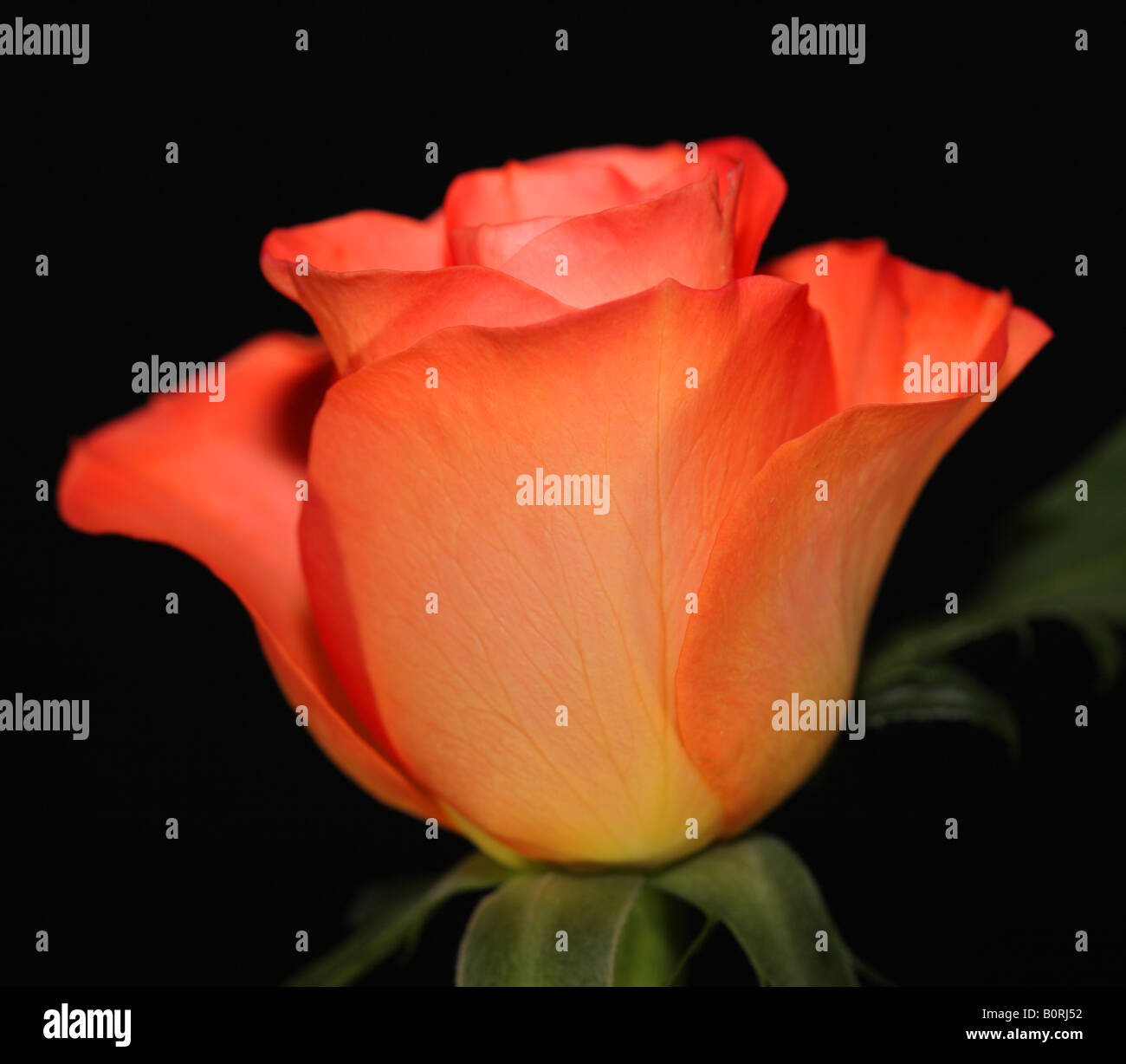 Seule rose orange sur un fond noir Banque D'Images