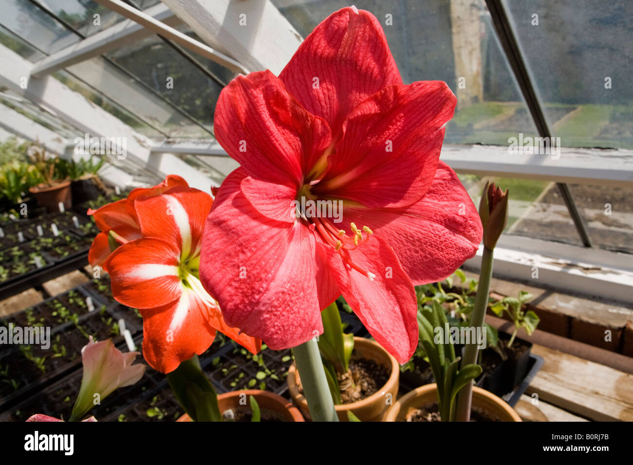 UK Angleterre Lincolnshire Grantham près de Easton Easton Hall Garden Amaryllis rouge fleur dans les émissions de Banque D'Images