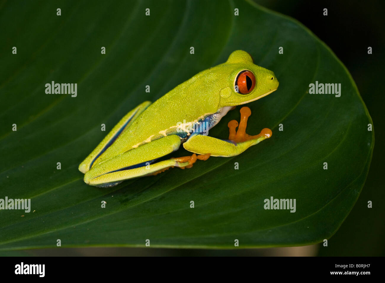 Red eyed tree frog agalychnis callidryas du Costa Rica sur une feuille tropicale verte Banque D'Images