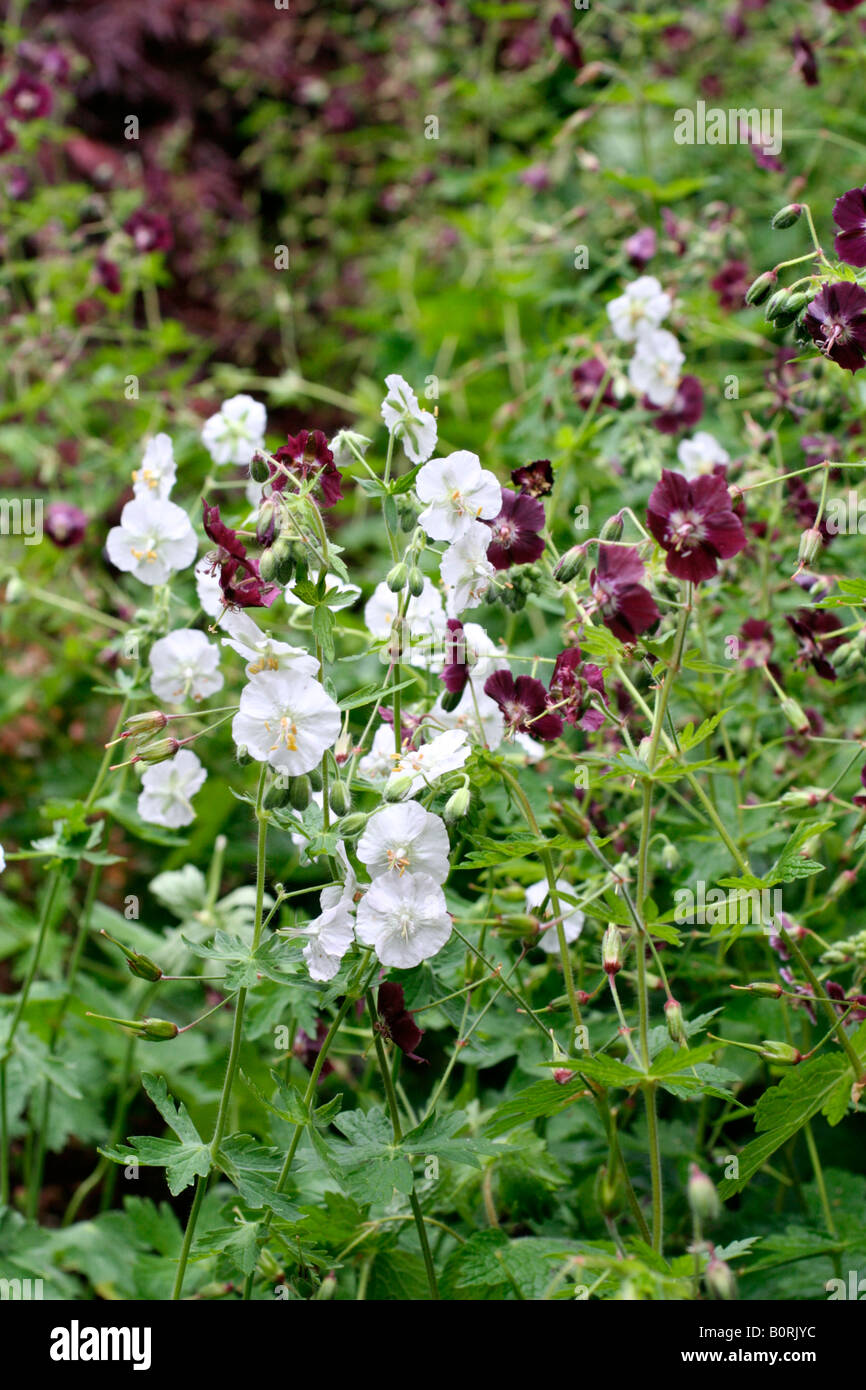 GERANIUM PHAEUM ALBUM Banque D'Images