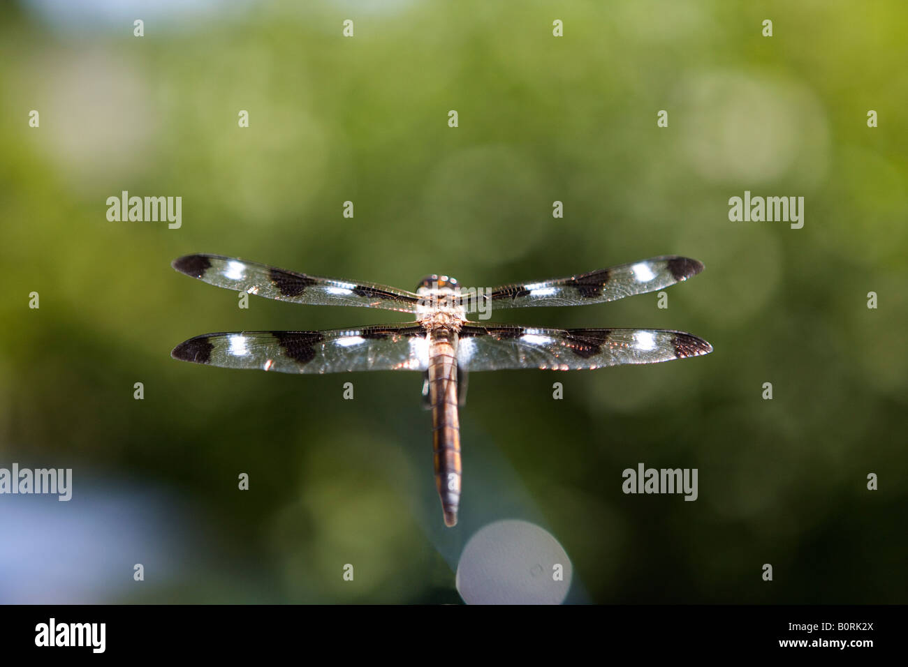 56.46 libellule demoiselle voler avec des ailes à rayures s'envole grand ciel 4 ailes d'insectes Banque D'Images