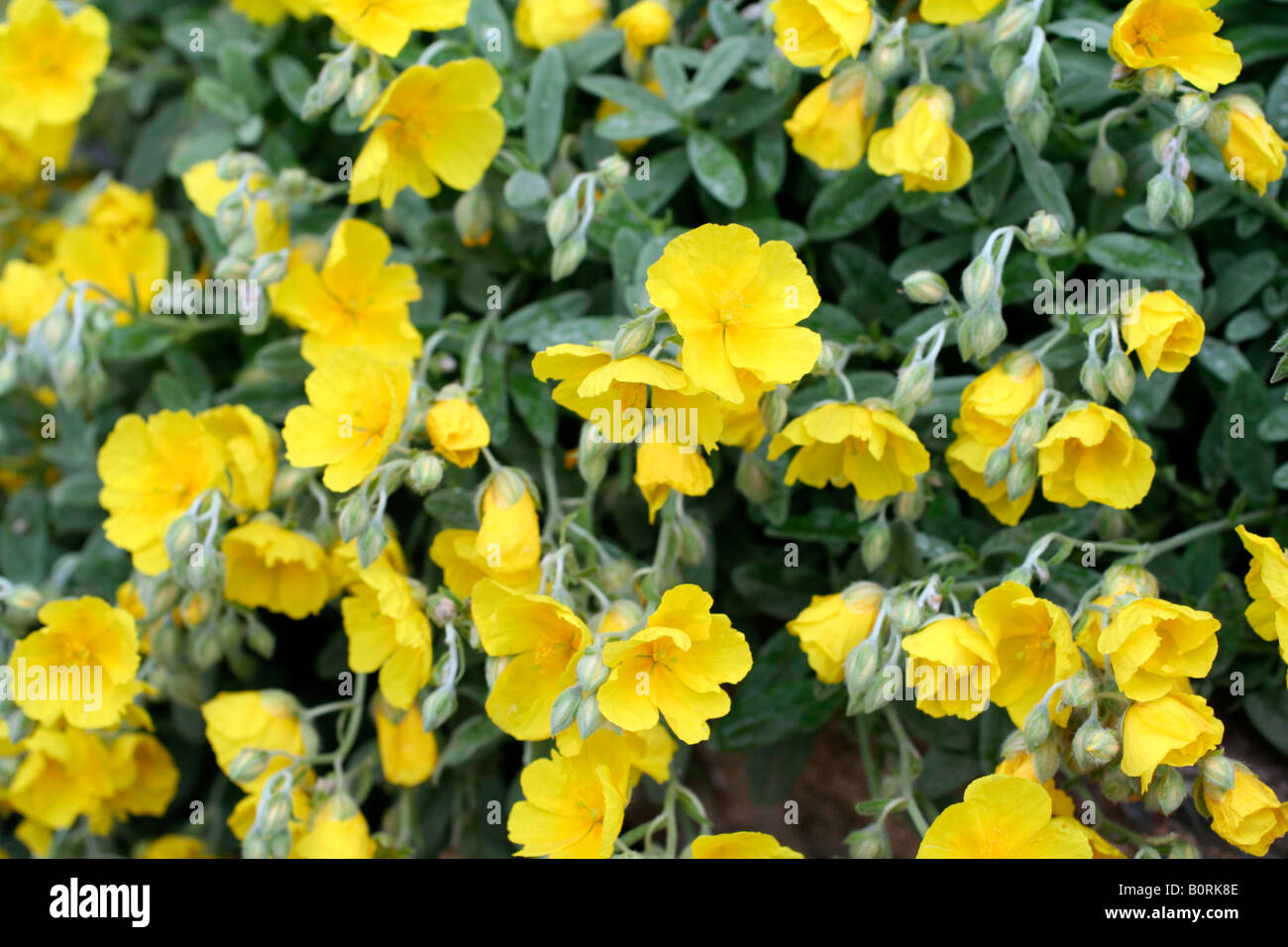 HELIANTHEMUM SAINT JOHN S COLLEGE YELLOW Banque D'Images