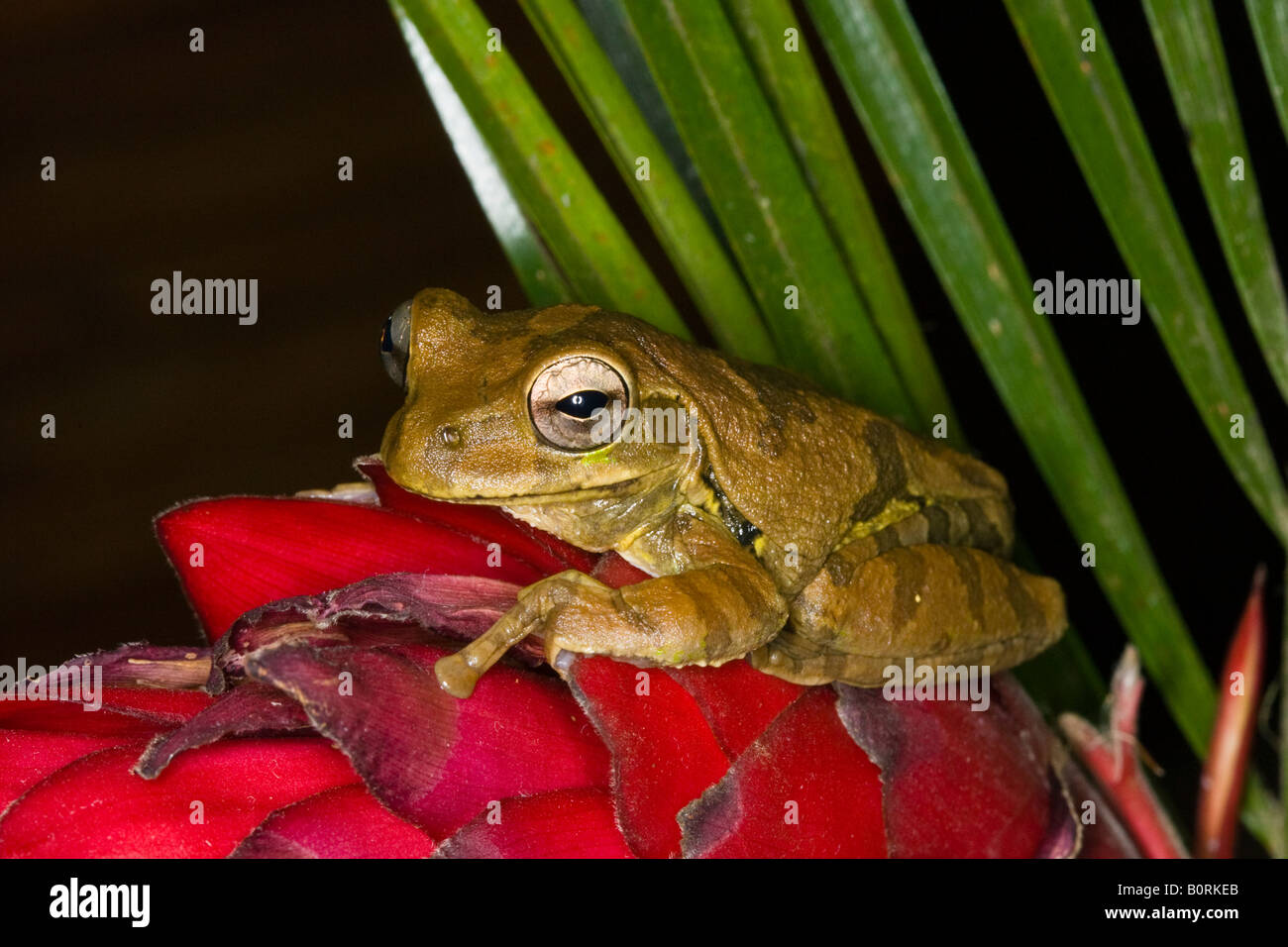 Costa Rica tree frog on a red bromeliad Banque D'Images
