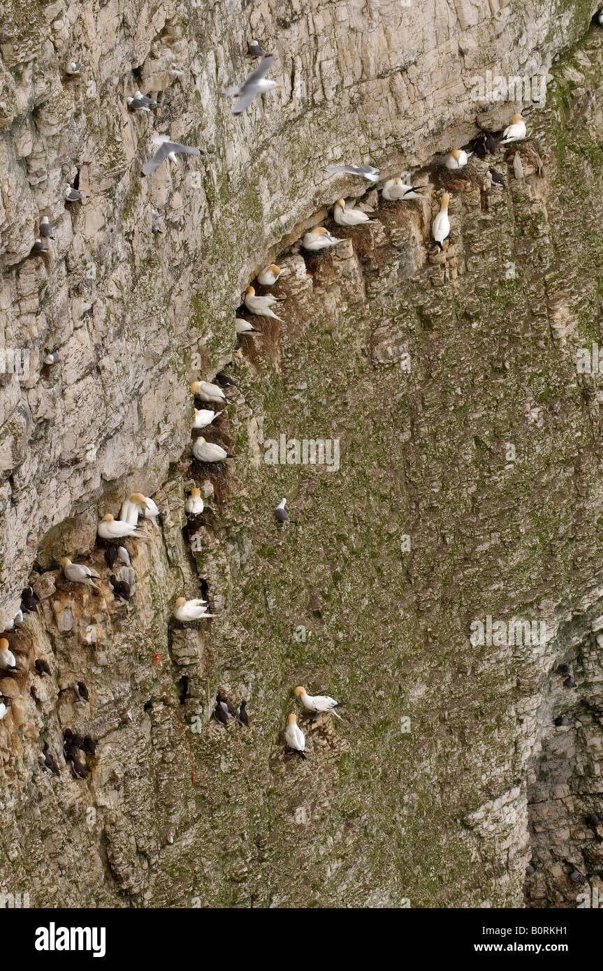 Bassan perché sur des falaises de craie à sur le Yorkshire Coast Bempton Banque D'Images