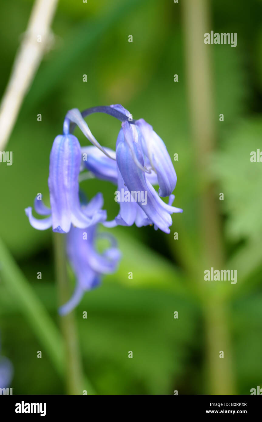 Bluebell commun (Hyacinthoides non-scripta) Banque D'Images