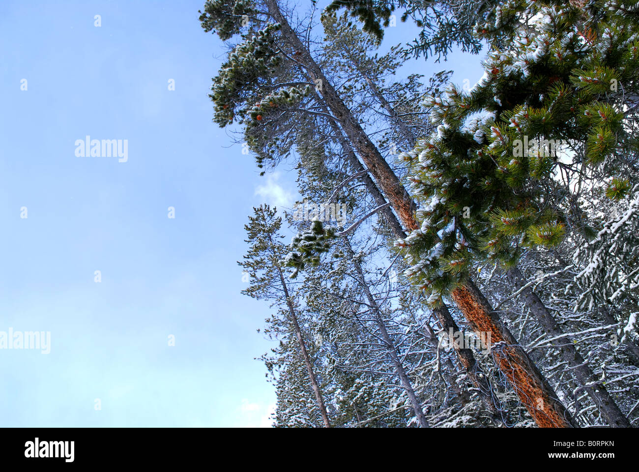 La neige a couvert de grands pins vers ciel bleu clair Banque D'Images
