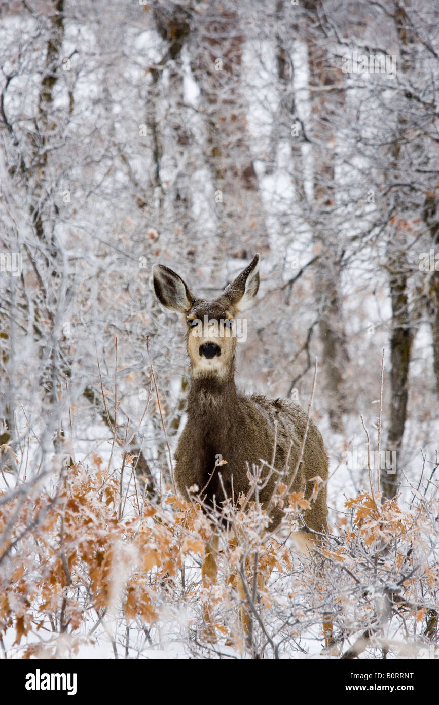 Beau cerf dans l'hiver à la recherche de nourriture dans la neige couverts Colorado Rocky Mountain Wilderness. Banque D'Images