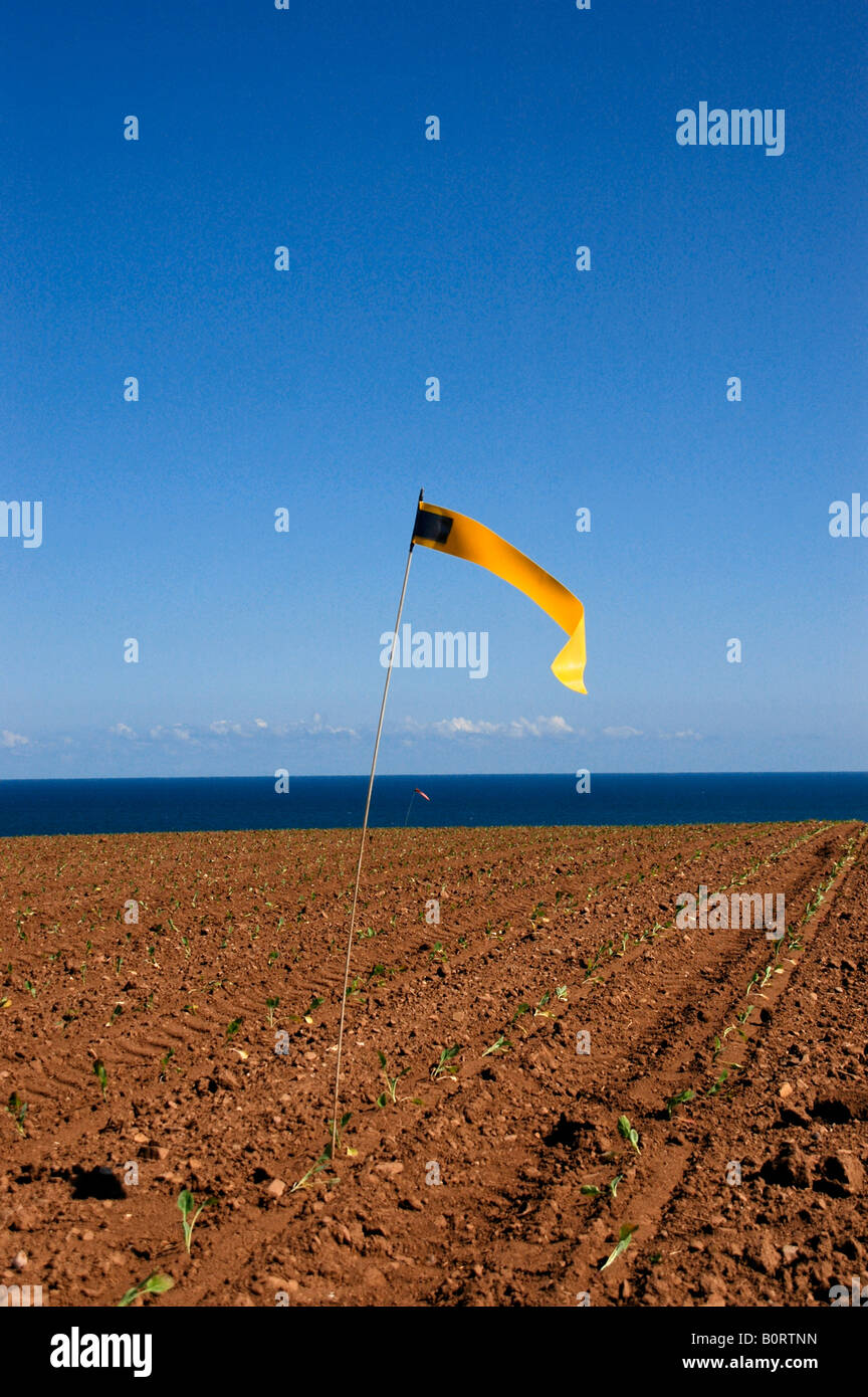 Un drapeau d'effarouchement des oiseaux jaunes / bande dans un champ de choux de Bruxelles récemment plantés les semis avec la mer du Nord à l'arrière-plan. Banque D'Images