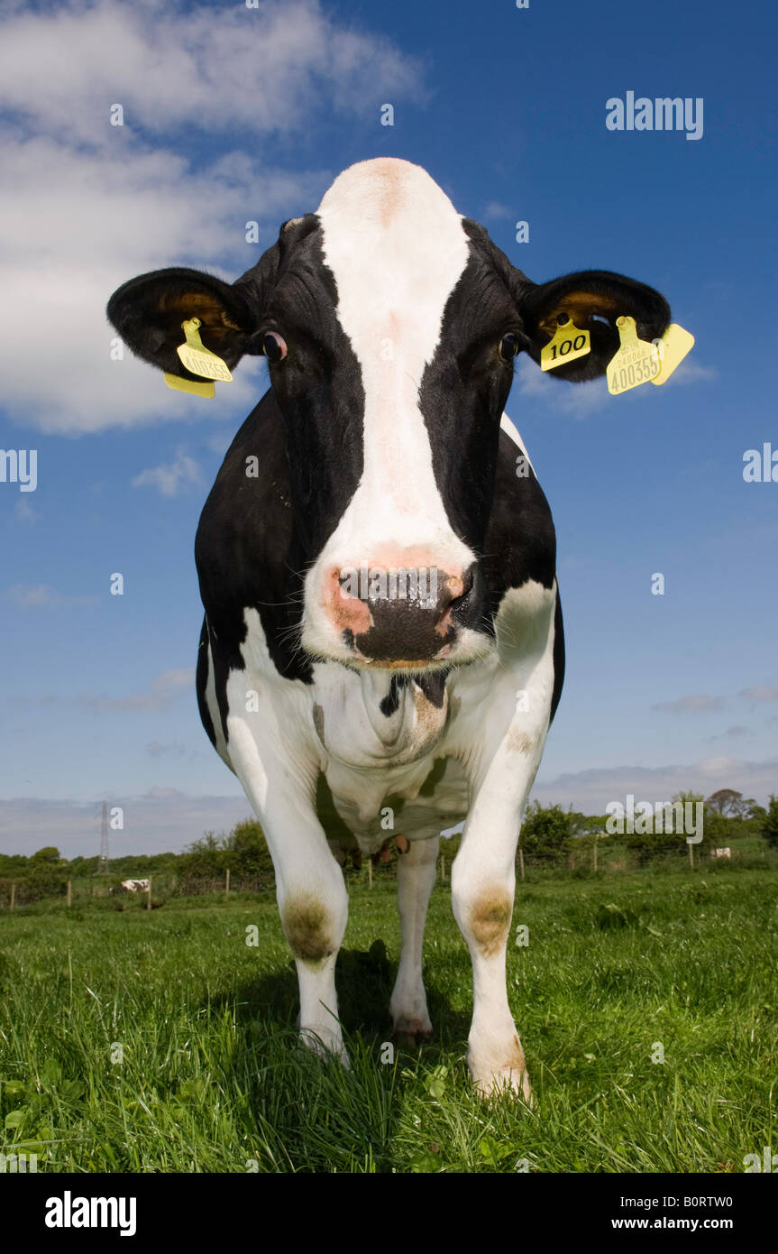 Troupeau de vaches laitières Holstein dans la zone Cumbria England Banque D'Images