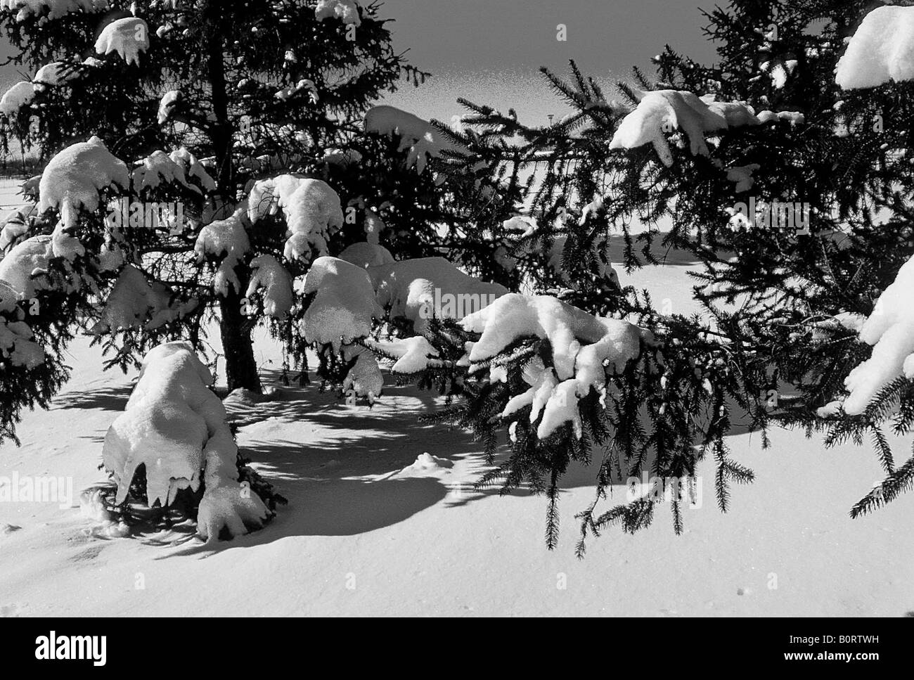 Frosty matin après la neige neige hiver automne bois forêt nature scenic woods gel froid noir blanc Banque D'Images