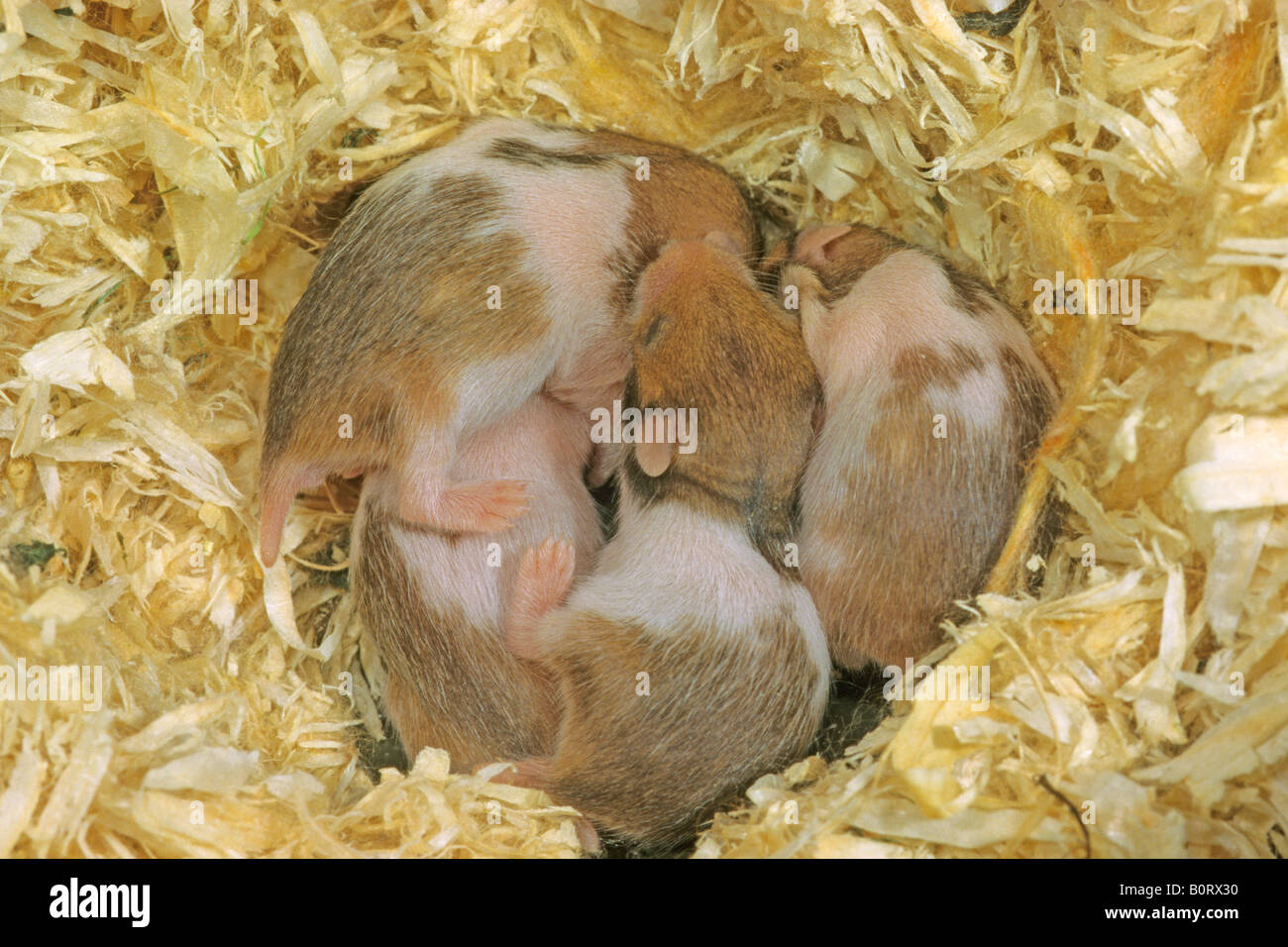 Hamster doré (Mesocricetus auratus). Les jeunes vieux de dix jours à dormir dans le nid Banque D'Images