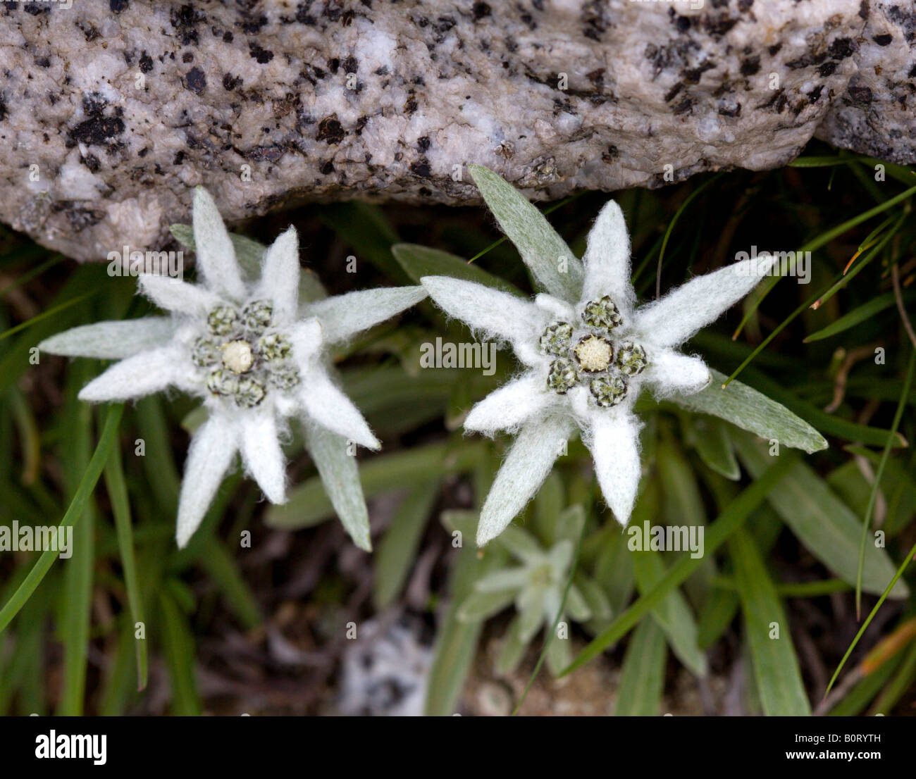 Edelweiss (leontopodium sauvages), Dolomites, Italie Photo Stock - Alamy