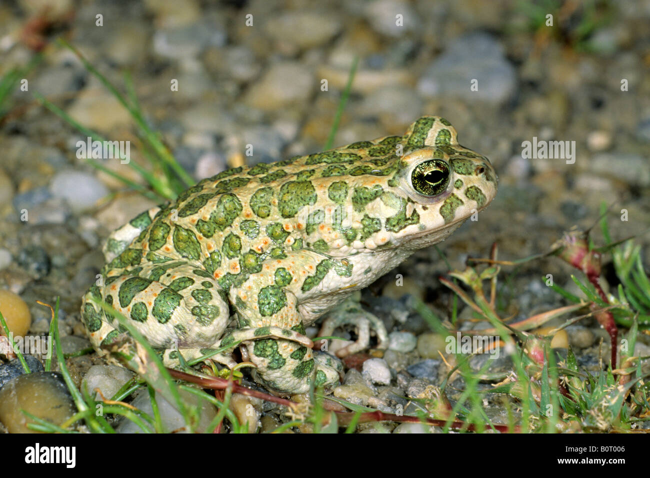European Crapaud vert (Bufo viridis) sur les cailloux Banque D'Images