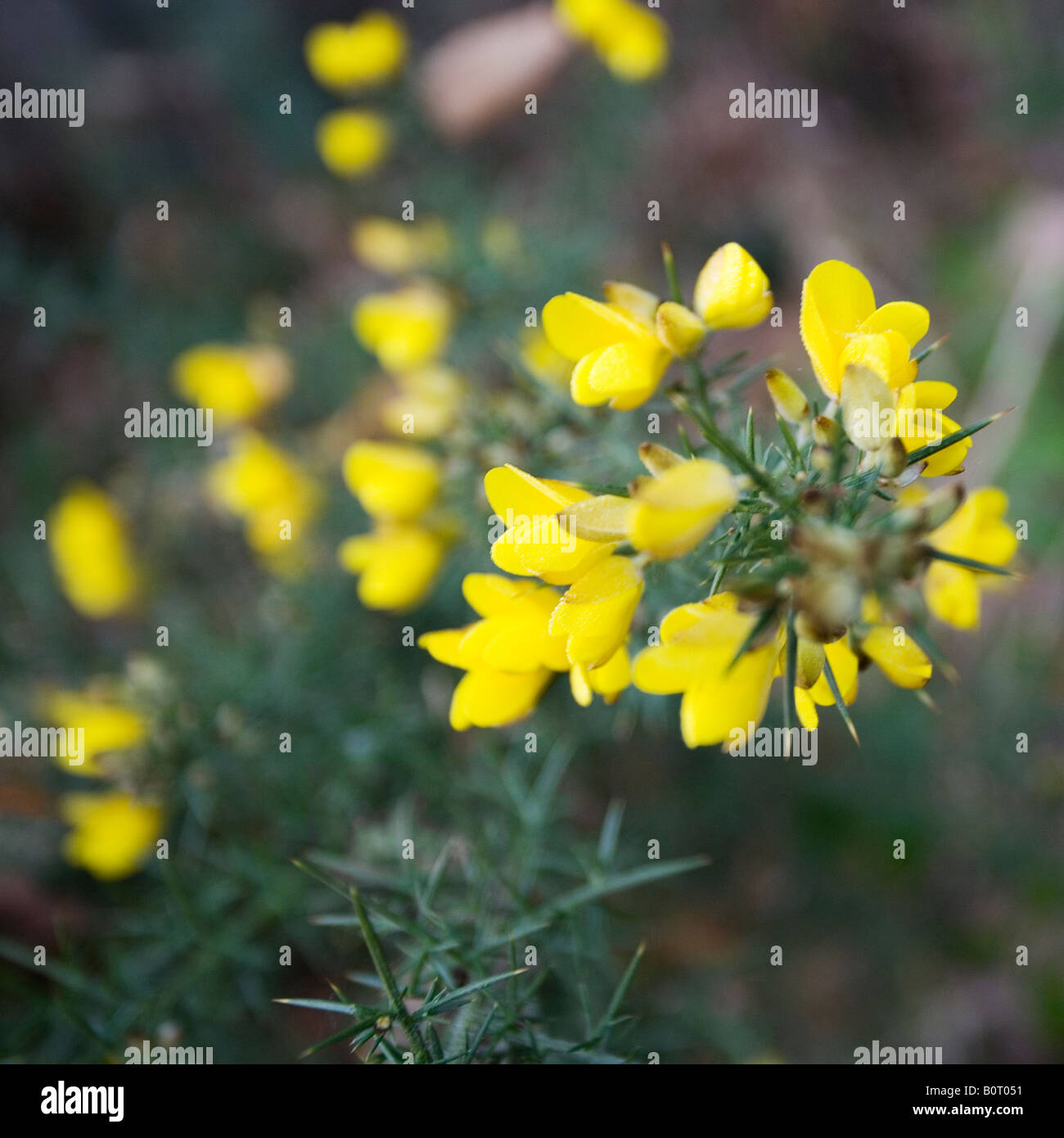 Gorse fleur (Ulex europaeus) Banque D'Images