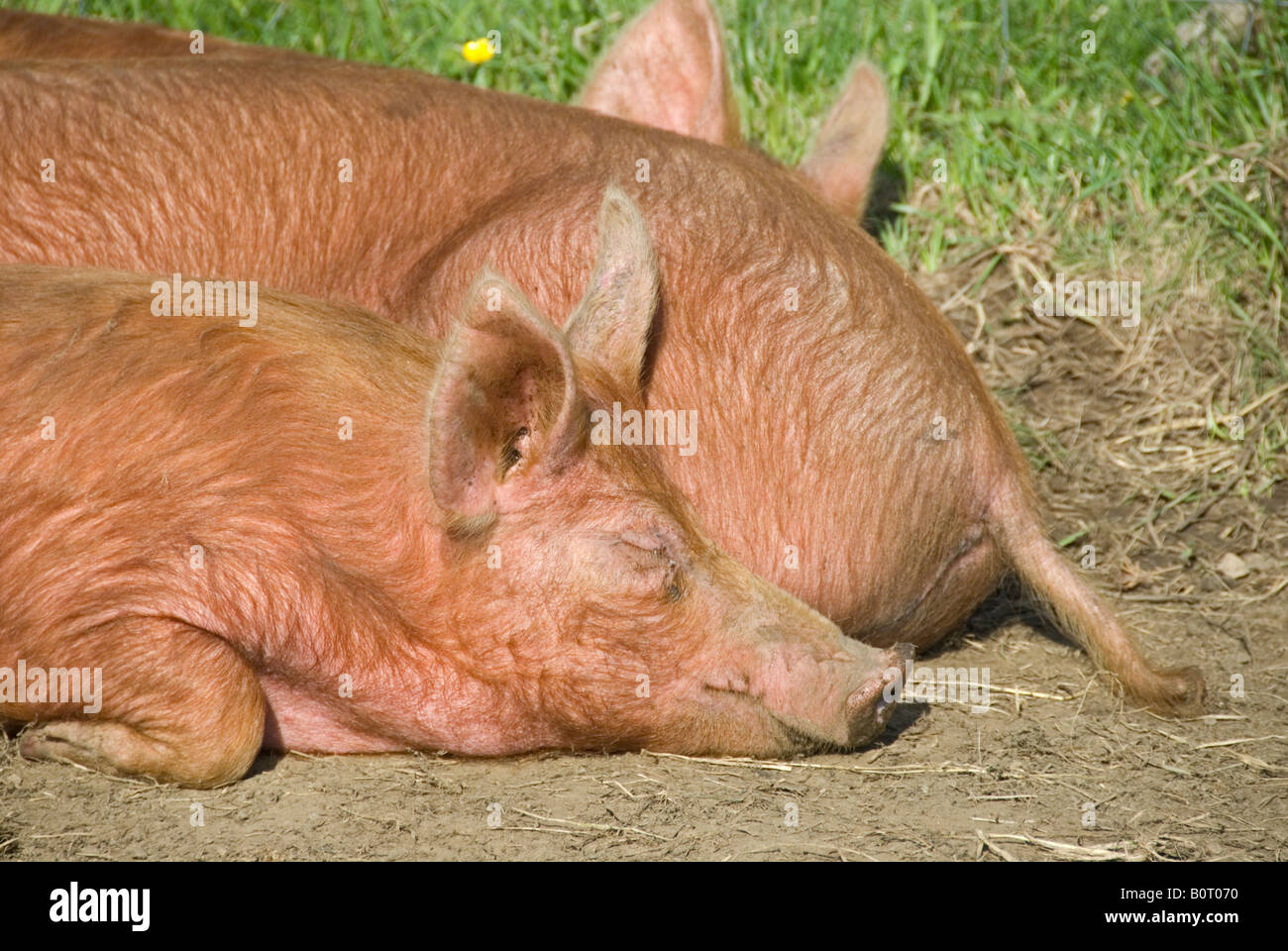 Stock photo de trois porcs Tamworth endormi au soleil Banque D'Images