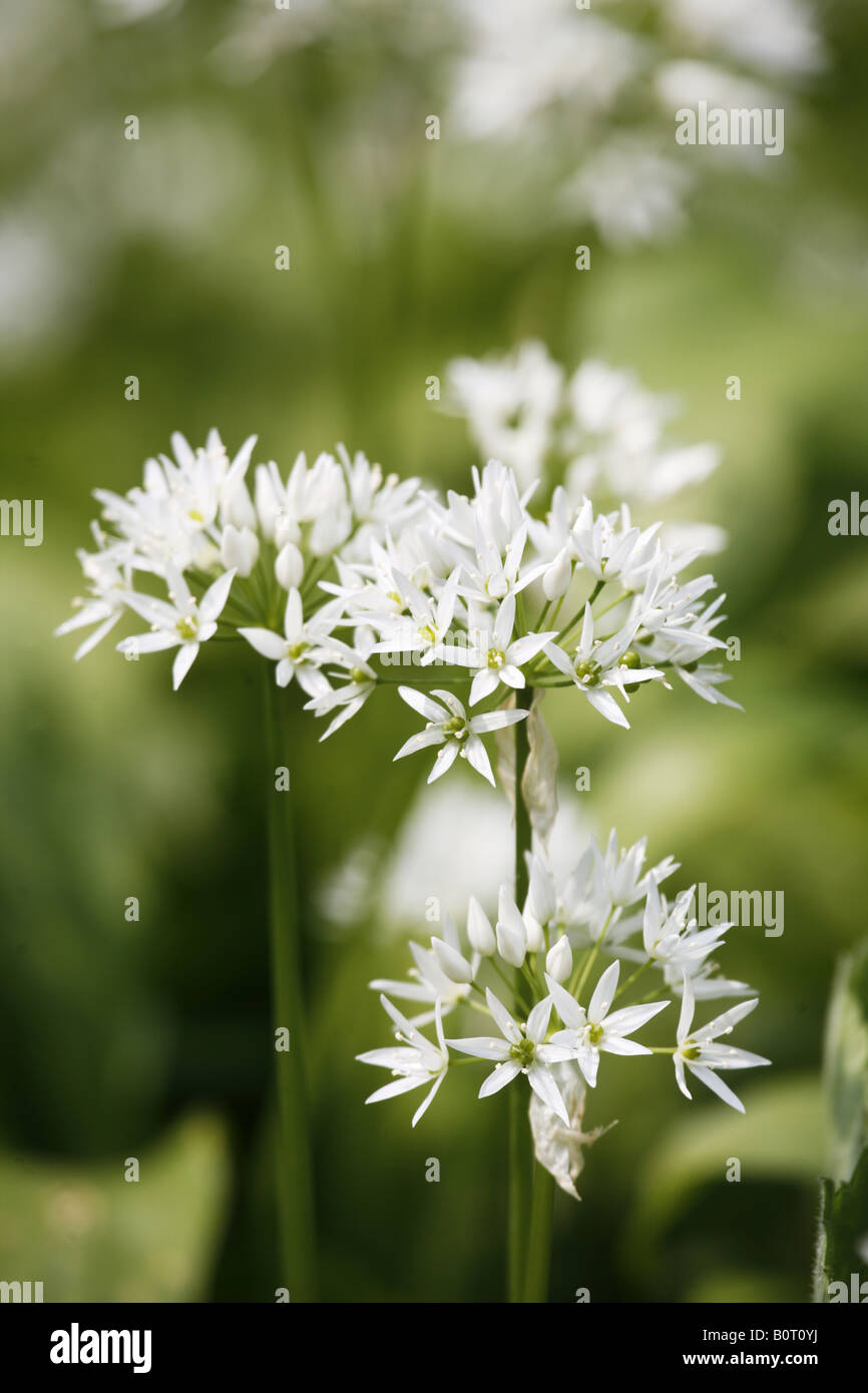 L'Allium ursinum ail sauvage Banque D'Images