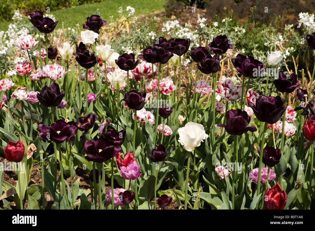 UK Angleterre Lincolnshire Grantham près de Easton Easton Hall Garden Chambres mixtes de tulip Banque D'Images