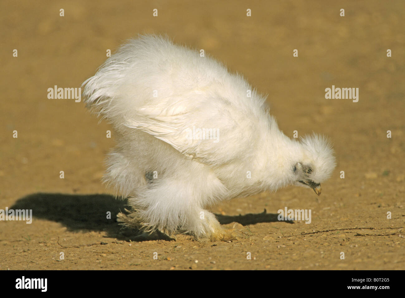 Poulet domestique (Gallus gallus domesticus), race:soyeux Banque D'Images