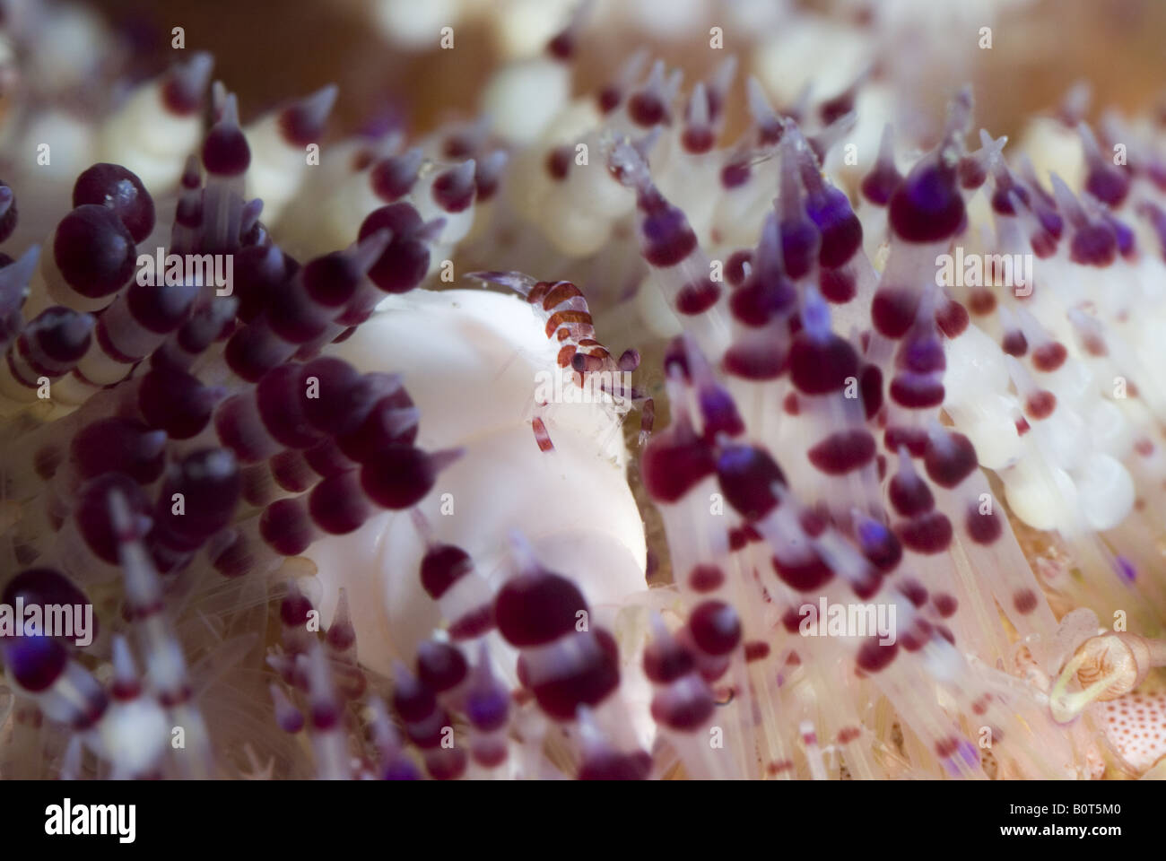 Crevettes juvéniles Coleman sur un white shell dans un feu sous l'eau d'Oursin Banque D'Images