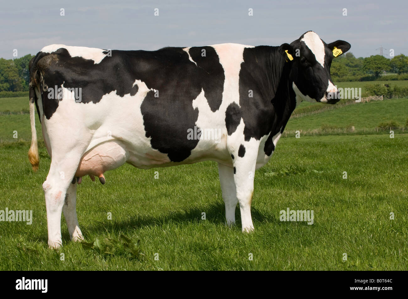 Troupeau de vaches laitières Holstein dans la zone Cumbria England Banque D'Images