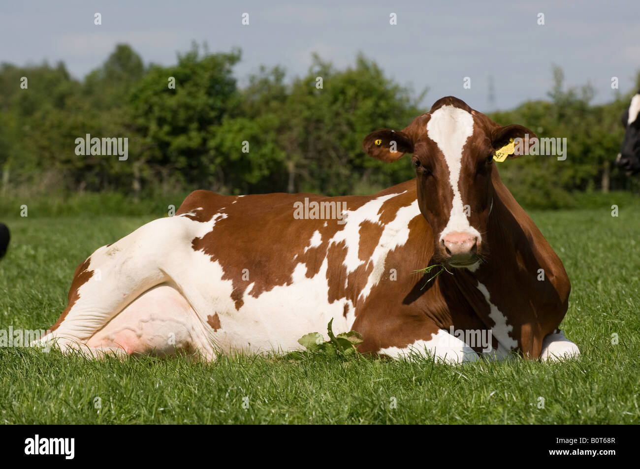 Vache assise dans le champ Banque de photographies et d’images à haute ...