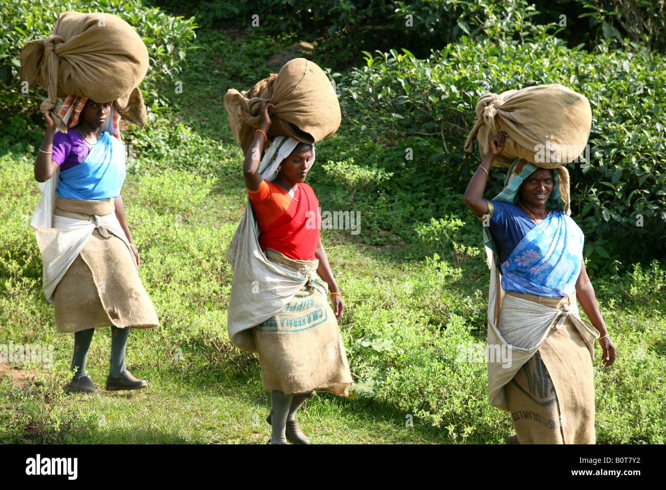 Les travailleurs de la plantation de thé du Kerala, Inde du Sud Banque D'Images